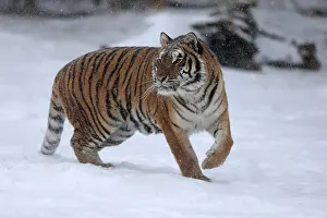 Siberian tiger (Panthera tigris altaica)