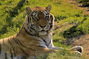 Siberian tiger (Panthera tigris altaica)
