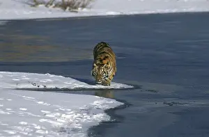Siberian Tiger (panthera tigris altaica)