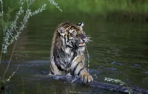 SIBERIAN TIGER (panthera tigris altaica)