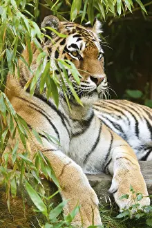 Siberian tiger (Panthera tigris altaica)
