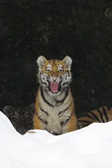Siberian Tiger (Panthera tigris altaica)