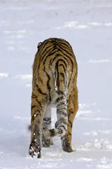 Siberian tiger (Panthera tigris altaica)