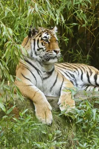 Siberian tiger (Panthera tigris altaica)