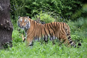 Siberian tiger (Panthera tigris altaica)