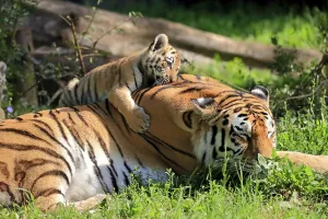Siberian tiger (Panthera tigris altaica)