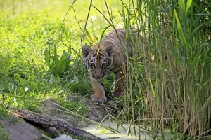 Siberian tiger (Panthera tigris altaica)