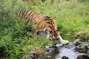 Siberian tiger (Panthera tigris altaica)
