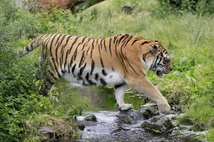 Siberian tiger (Panthera tigris altaica)