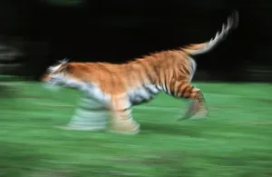 Siberian Tiger / (Panthera tigris altaica)