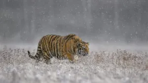 Siberian tiger (Panthera tigris altaica)