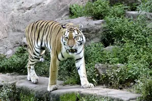 Siberian tiger (Panthera tigris altaica) or Amur tiger