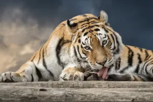 Siberian tiger (Panthera tigris altaica), captive