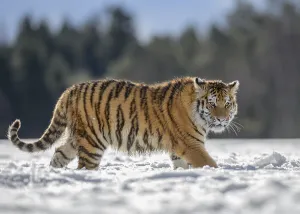 Siberian tiger (Panthera tigris altaica) juvenile running in snow