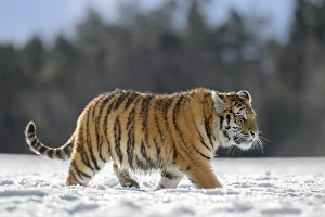 Siberian tiger (Panthera tigris altaica) juvenile running in snow