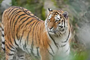 Siberian tiger (Panthera tigris altaica) looks attentively