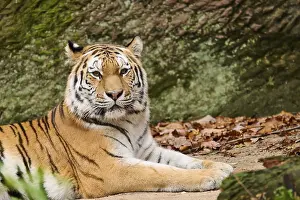 Siberian tiger (Panthera tigris altaica) lying on the ground