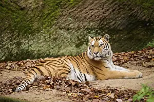 Siberian tiger (Panthera tigris altaica) lying on the ground