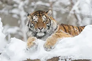 Siberian tiger (Panthera tigris altaica) lying in the snow