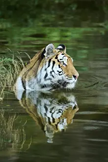 Siberian tiger (Panthera tigris altaica) lying in the water