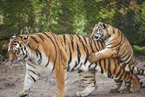 Siberian tiger (Panthera tigris altaica) mother with her youngster playing