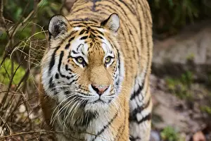 Siberian tiger (Panthera tigris altaica) portrait