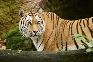 Siberian tiger (Panthera tigris altaica) portrait