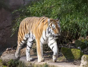 Siberian tiger (Panthera tigris altaica) runs through its territory