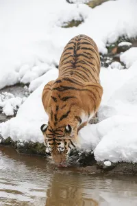 Siberian tiger (Panthera tigris altaica) standing in the snow and drinking water