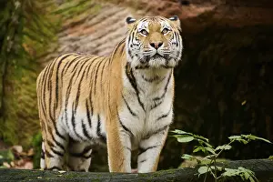 Siberian tiger (Panthera tigris altaica) standing behind a tree trunk