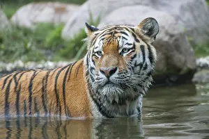 Siberian tiger (Panthera tigris altaica) standing in the water