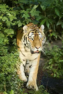 Siberian tiger (Panthera tigris altaica) walking