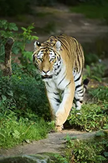 Siberian tiger (Panthera tigris altaica) walking