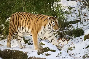 Siberian tiger (Panthera tigris altaica) walking in the snow in winter