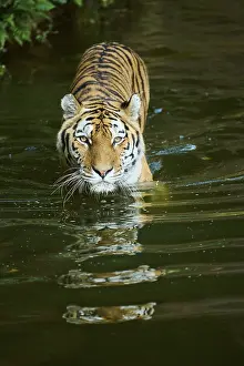 Siberian tiger (Panthera tigris altaica) walking in the water