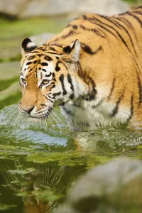 Siberian tiger (Panthera tigris altaica) in the water