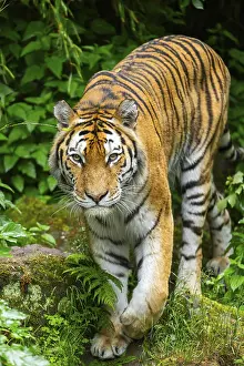 Siberian tiger (Panthera tigris tigris) walking through bushes on a rainy day