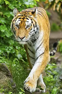 Siberian tiger (Panthera tigris tigris) walking through bushes on a rainy day
