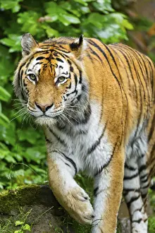 Siberian tiger (Panthera tigris tigris) walking through bushes on a rainy day