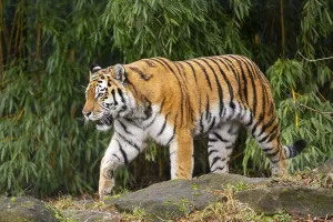 Siberian tiger (Panthera tigris tigris) walking in a forest