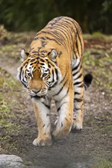 Siberian tiger (Panthera tigris tigris) walking in a forest