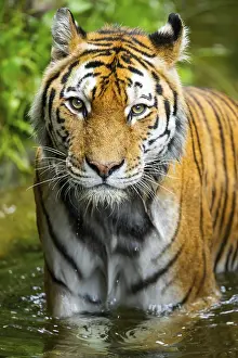Siberian tiger (Panthera tigris tigris) walking in a lake