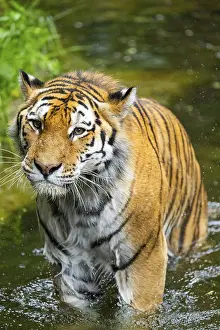 Siberian tiger (Panthera tigris tigris) walking in a lake