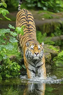 Siberian tiger (Panthera tigris tigris) walking in a lake
