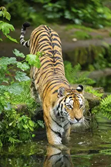 Siberian tiger (Panthera tigris tigris) walking in a lake