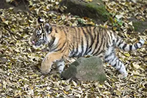 Siberian tiger (Phantera tigris altaica)