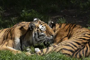 Siberian tigers (Panthera tigris altaica)