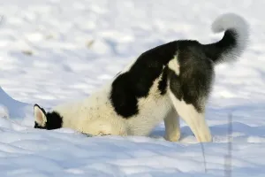 SIBIRIA HUSKY