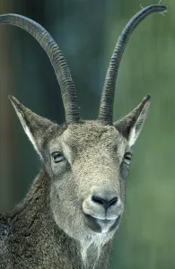 Sibirian ibex