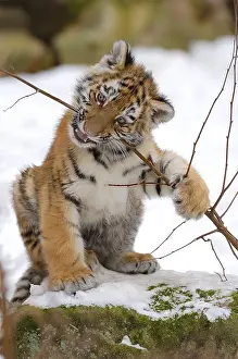 Sibirian Tiger (Panthera tigris altaica) portrait young